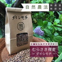 自然栽培の「紫もち麦-ダイシモチ-」無農薬・無肥料！ご飯に入れてプチプチ♪