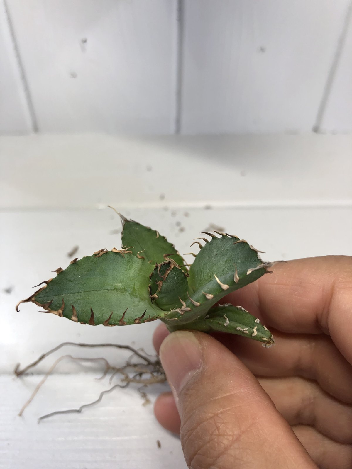 親株出品　アガベ　チタノタ　小鳥白刺 アガベ チタノタ 小島白刺 (抜き苗販売) RF22678 | RAFLUM / ラフラム