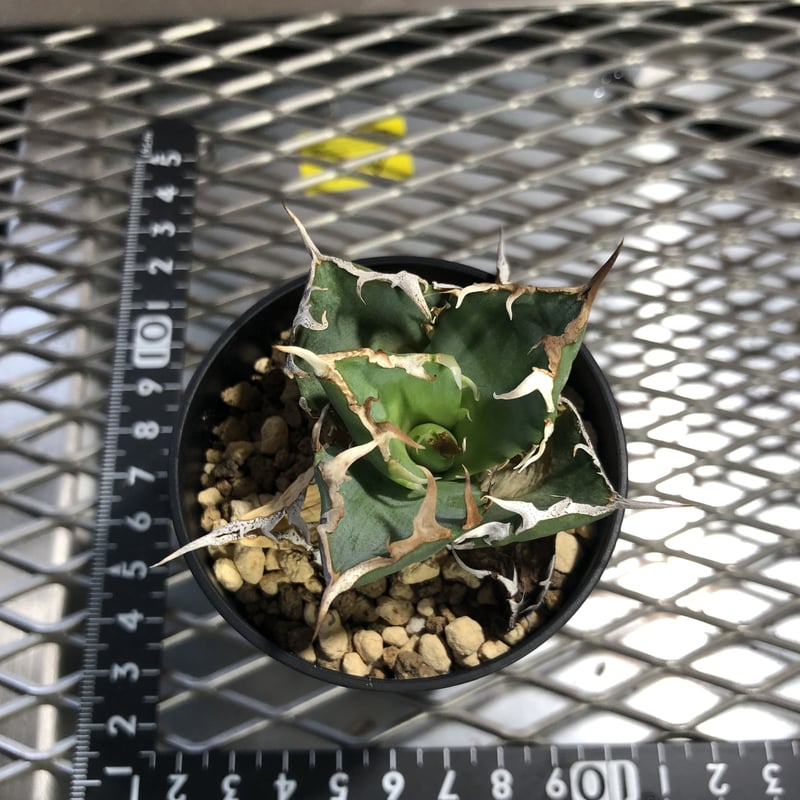 アガベチタノタ螃蟹(21018) | Exotic_planta_labo 