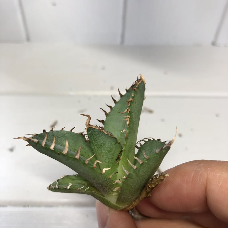 アガベ チタノタ 小島白刺 小株 台湾輸入株 | Exotic_planta_labo.