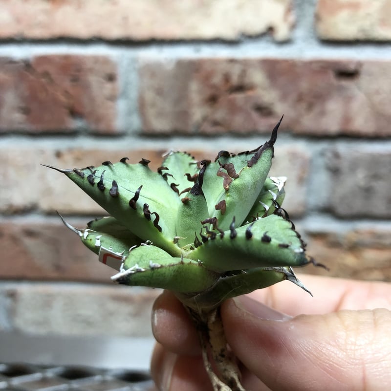 アガベ チタノタ 黒鯨（22005） | Exotic_planta_labo.