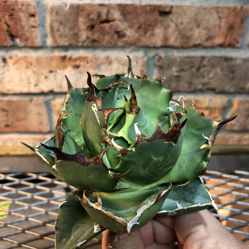 アガベオテロイ（22044） | Exotic_planta_labo 