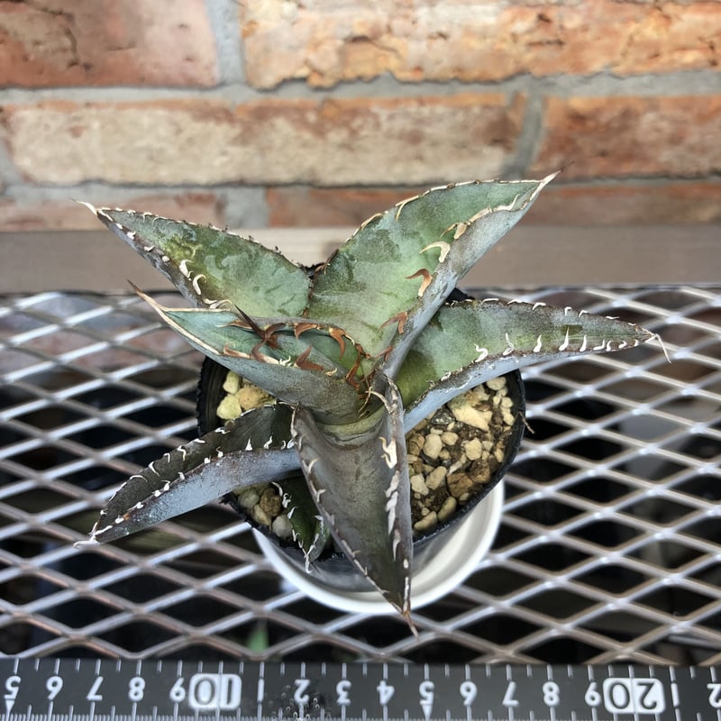 アガベチタノタ陽炎2 | Exotic_planta_labo.