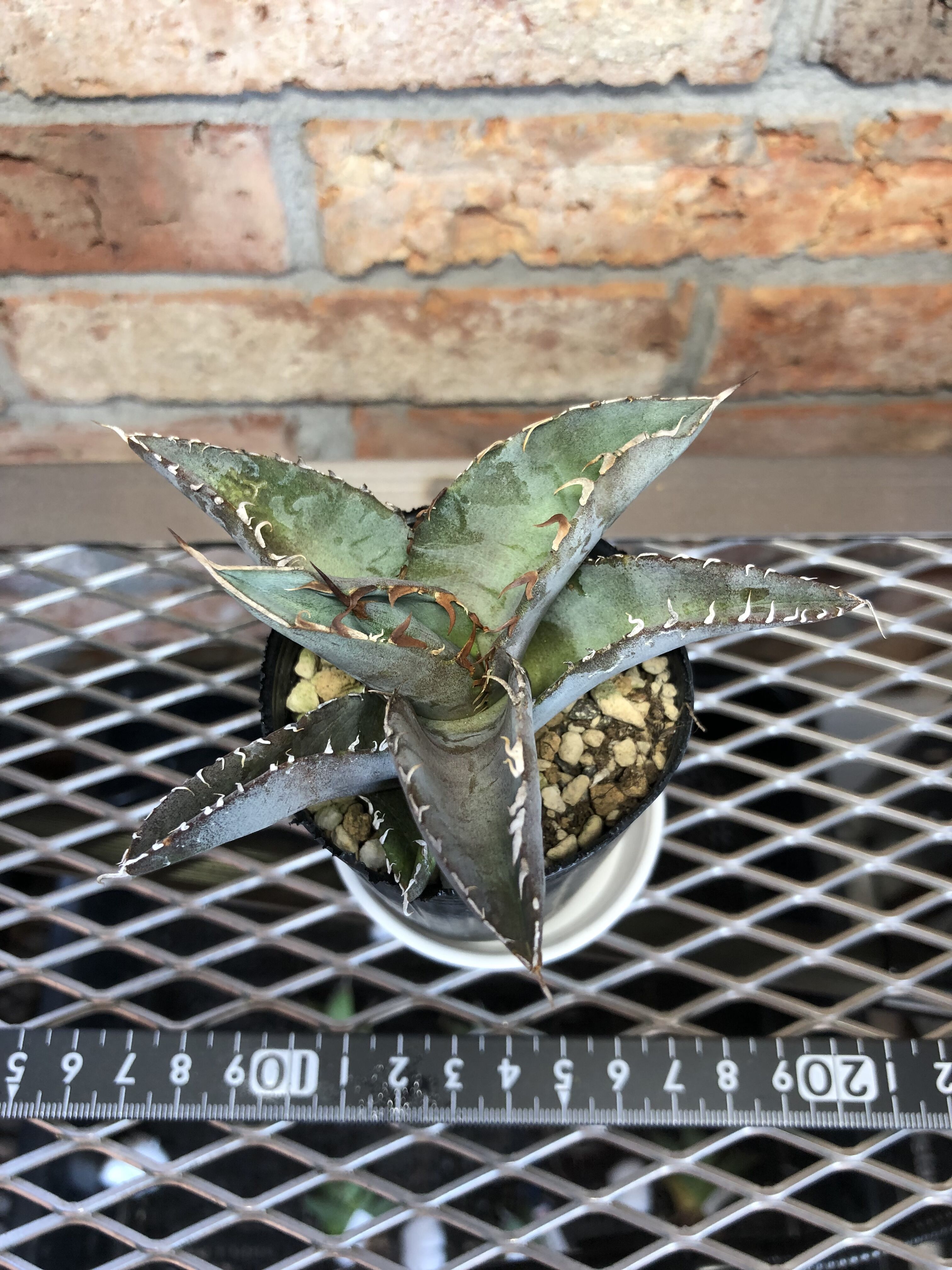 アガベチタノタ陽炎2 | Exotic_planta_labo.