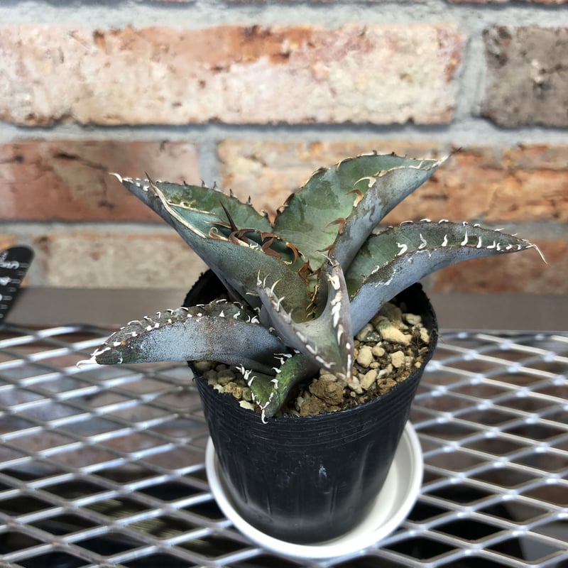 アガベチタノタ陽炎2 | Exotic_planta_labo.