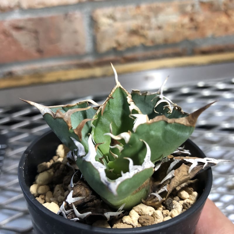 アガベチタノタ螃蟹(21018) | Exotic_planta_labo 