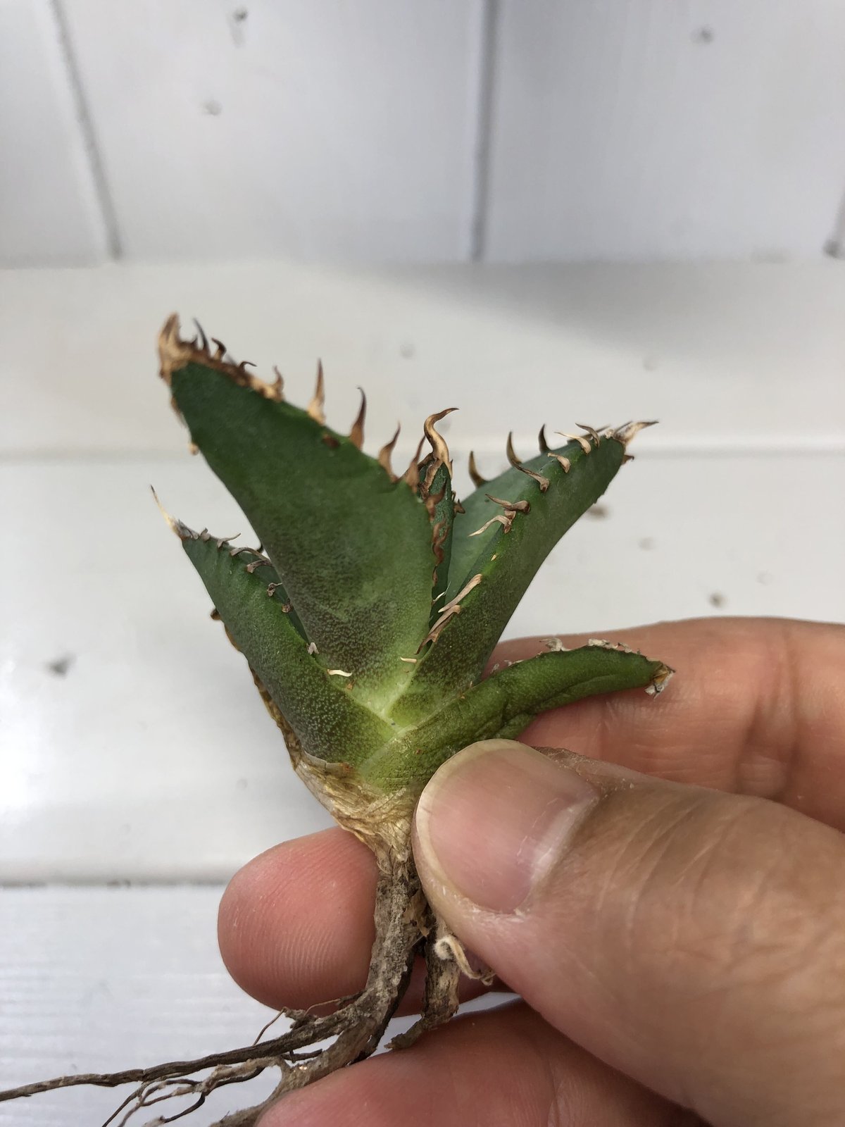 アガベ チタノタ小島白刺二頭超レア株