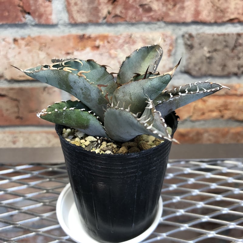 アガベ インフェルノ02 【公式通販】