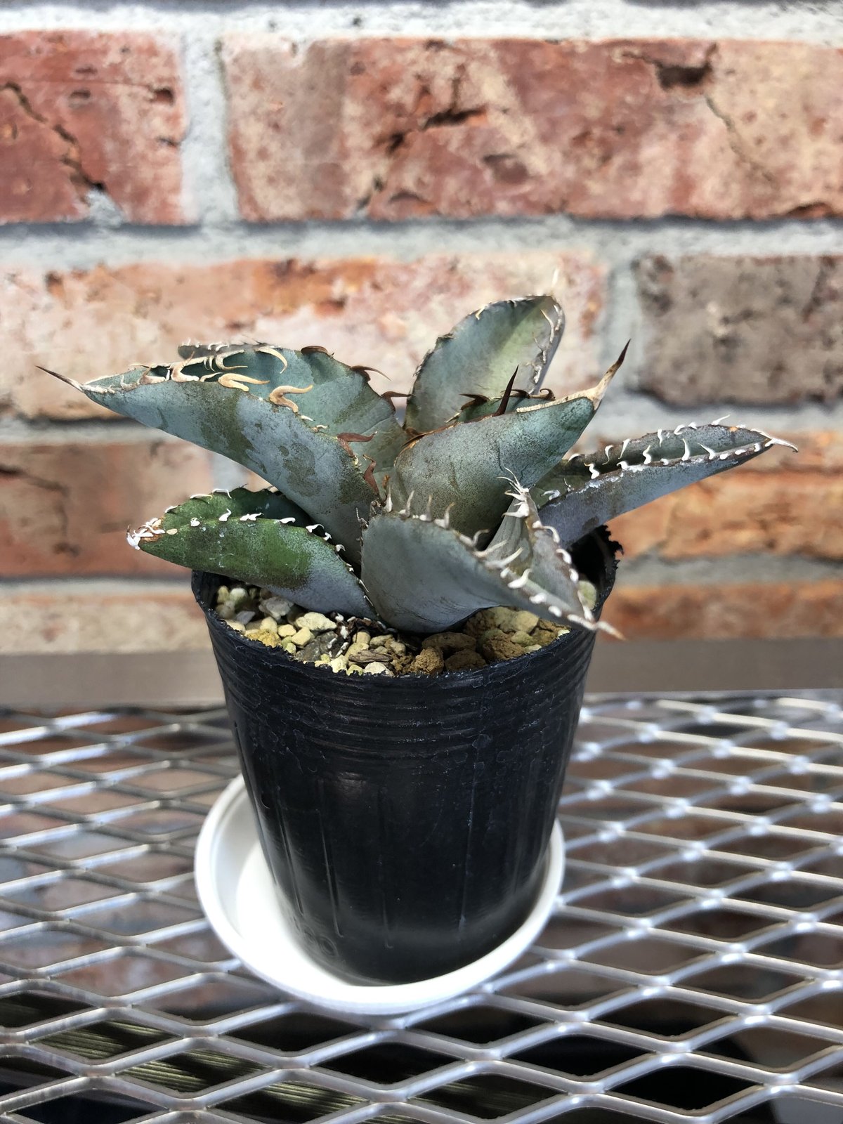 大株】アガベ ホリ陽炎02 大株】アガベ ホリ陽炎02 アガベ・ホリダの