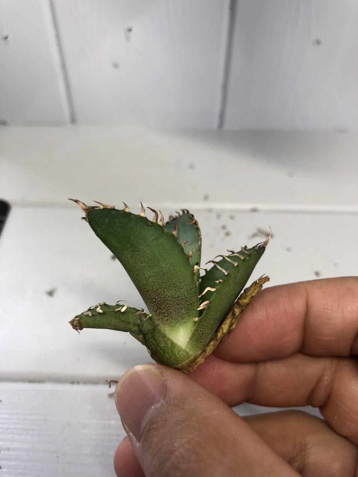 アガベ チタノタ 小島白刺 小株 台湾輸入株 | Exotic_planta_labo.