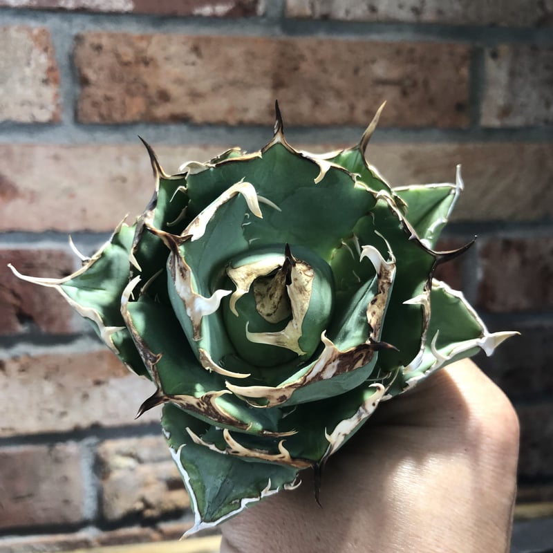 アガベオテロイ（22046） | Exotic_planta_labo.