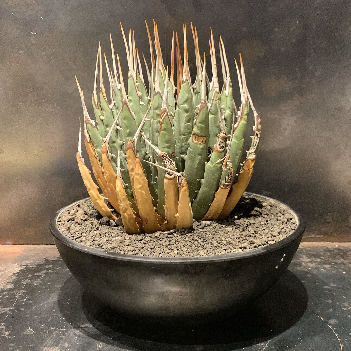 アガベ ユタエンシス エボリスピナ やわらか ① 大株 ボール型 強刺  