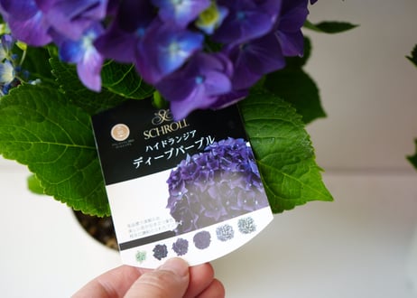紫陽花 ディープパープル 5号 人気品種 アンティークカラーも楽しめる 母の日 贈り物