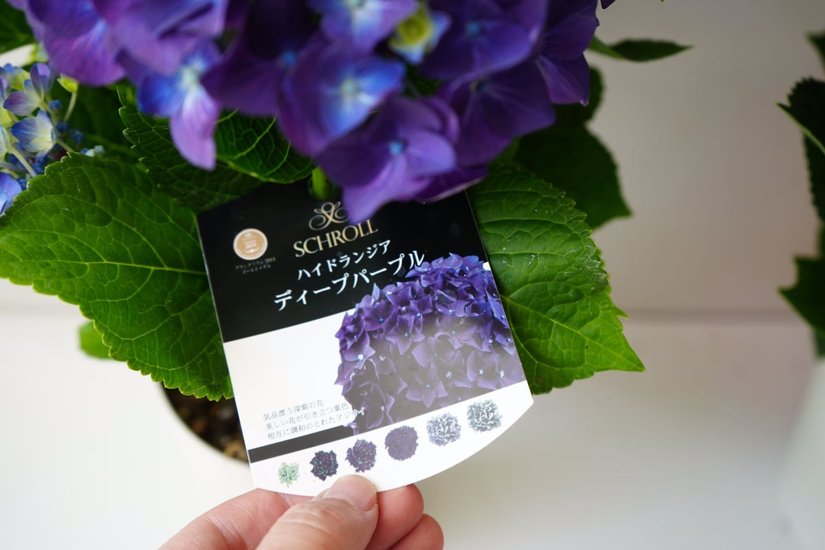 紫陽花 ディープパープル 5号 人気品種 アンティークカラーも楽しめる