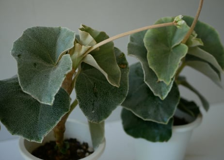 ベゴニア　ウェノーサ　木立性ベゴニア　房咲き　大葉