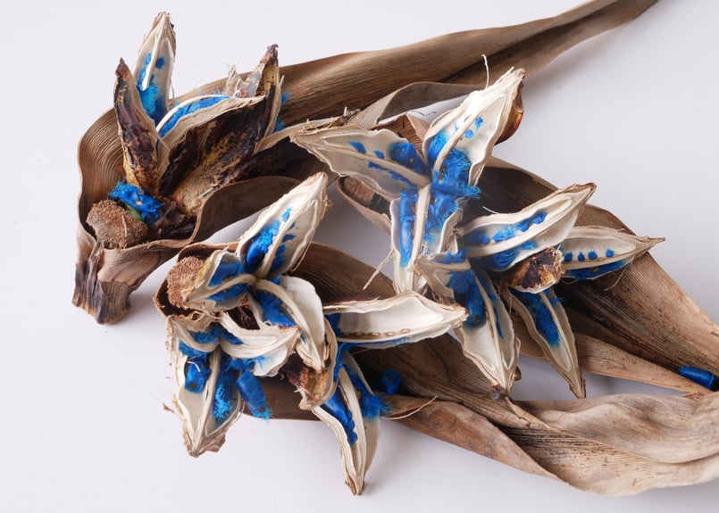 旅人の木の実 ドライフラワー ディスプレイ 希少 種 オウギバショウ