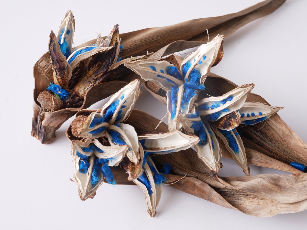 旅人の木の実 ドライフラワー ディスプレイ 希少 種 オウギバショウ