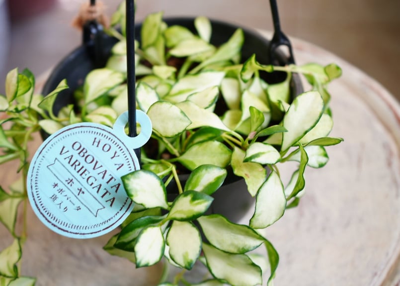 ホヤ ヘウスケリアナ 斑入り 5号 吊り鉢 バリエガータ 希少 Hoya