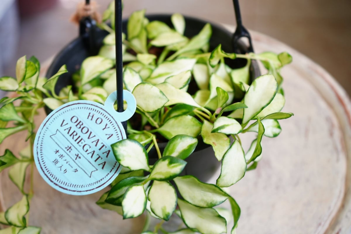 ホヤ ヘウスケリアナ 斑入り 5号 吊り鉢 バリエガータ 希少 Hoya