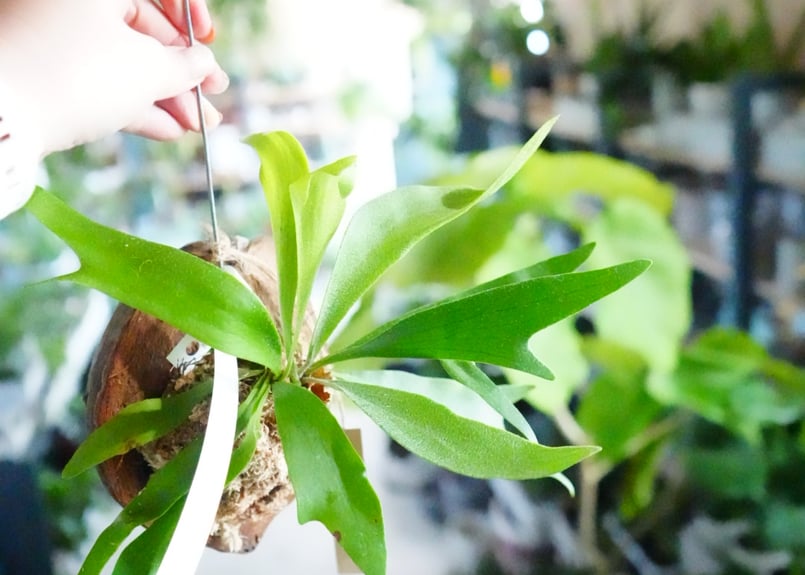 コウモリラン 苔玉 ココヤシ ハンギングプランツ ビカクシダ 着生植物