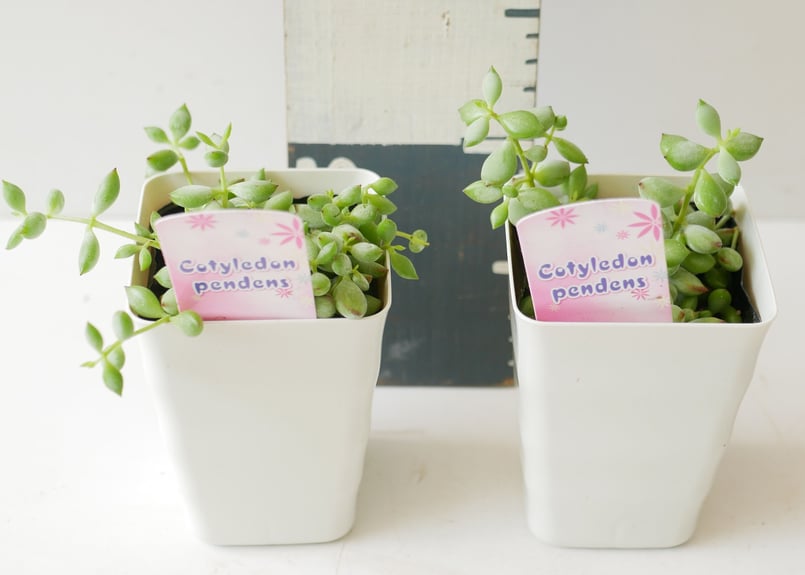 コチドレン ペンデンス 可愛いまるまる多肉 多肉植物 | インテリア コチドレン ペンデンス 可愛いまるまる多肉 多肉植物 | インテリア