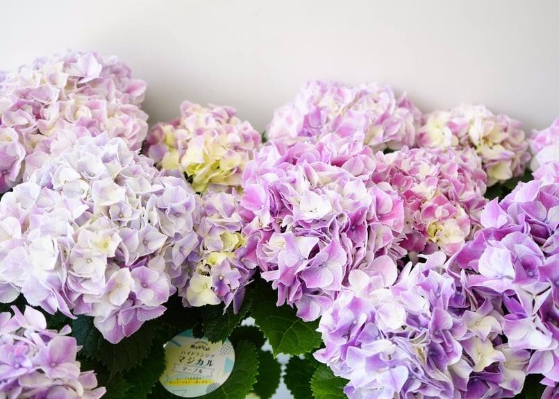 華やかな覆輪紫陽花 □紫陽花 開花も揃い始めました(#^.^#) ちょっとカラフルすぎるかな