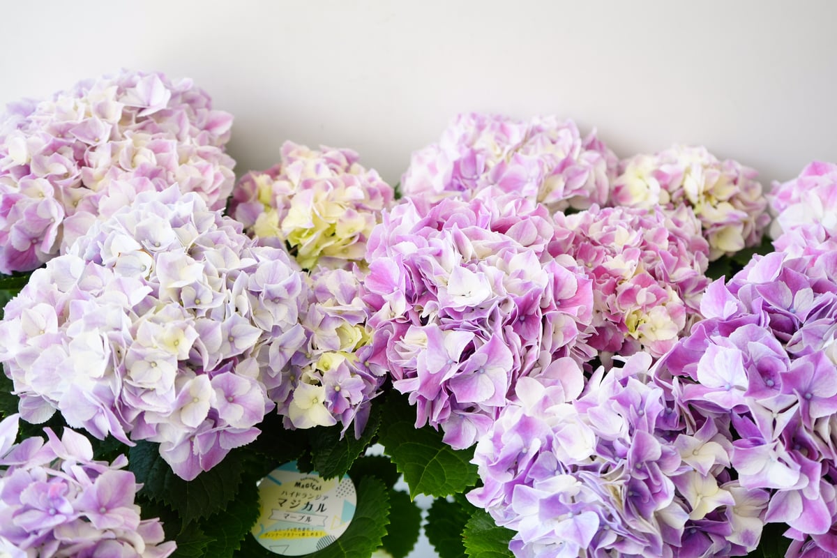 春の訪れ　パールアカシアのハーフリース　ピンクの紫陽花とともに　母の日 春の訪れ パールアカシアのハーフリース ピンクの紫陽花とともに