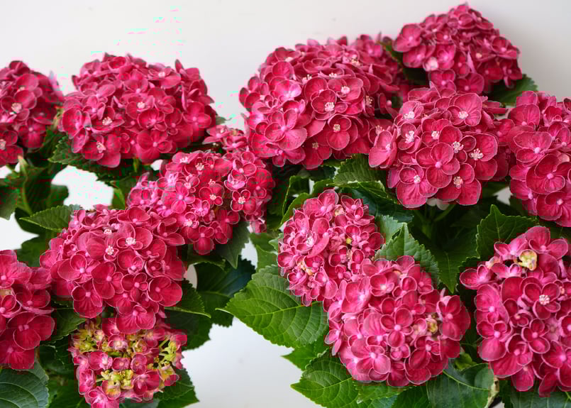 紫陽花 カーリーウーリー 5号 レッド 深みのあるレッド 母の日 贈り物