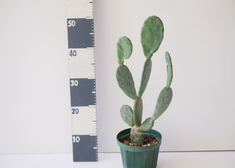 サボテン うちわサボテン オプンチア | インテリアグリーンとギフト