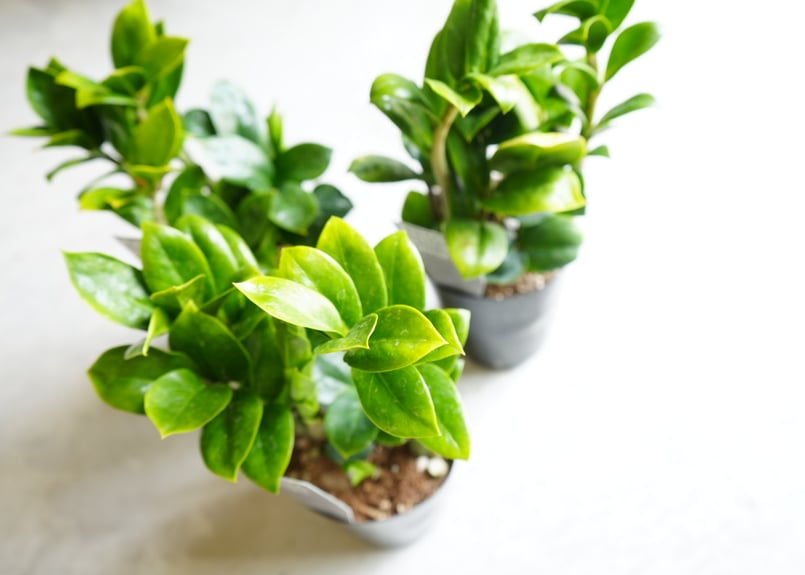 ザミオクルカス ゼンジー 3.5号 ドワーフ 育てやすい 観葉植物