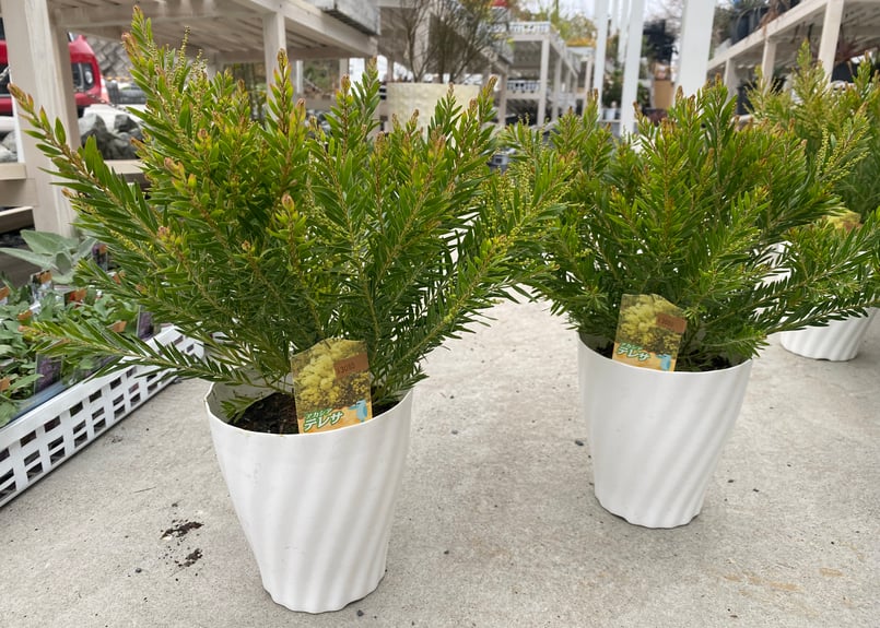 再入荷〗アカシア テレサ 5号 ボリューム鉢 春待ちの花 半耐寒性常緑樹