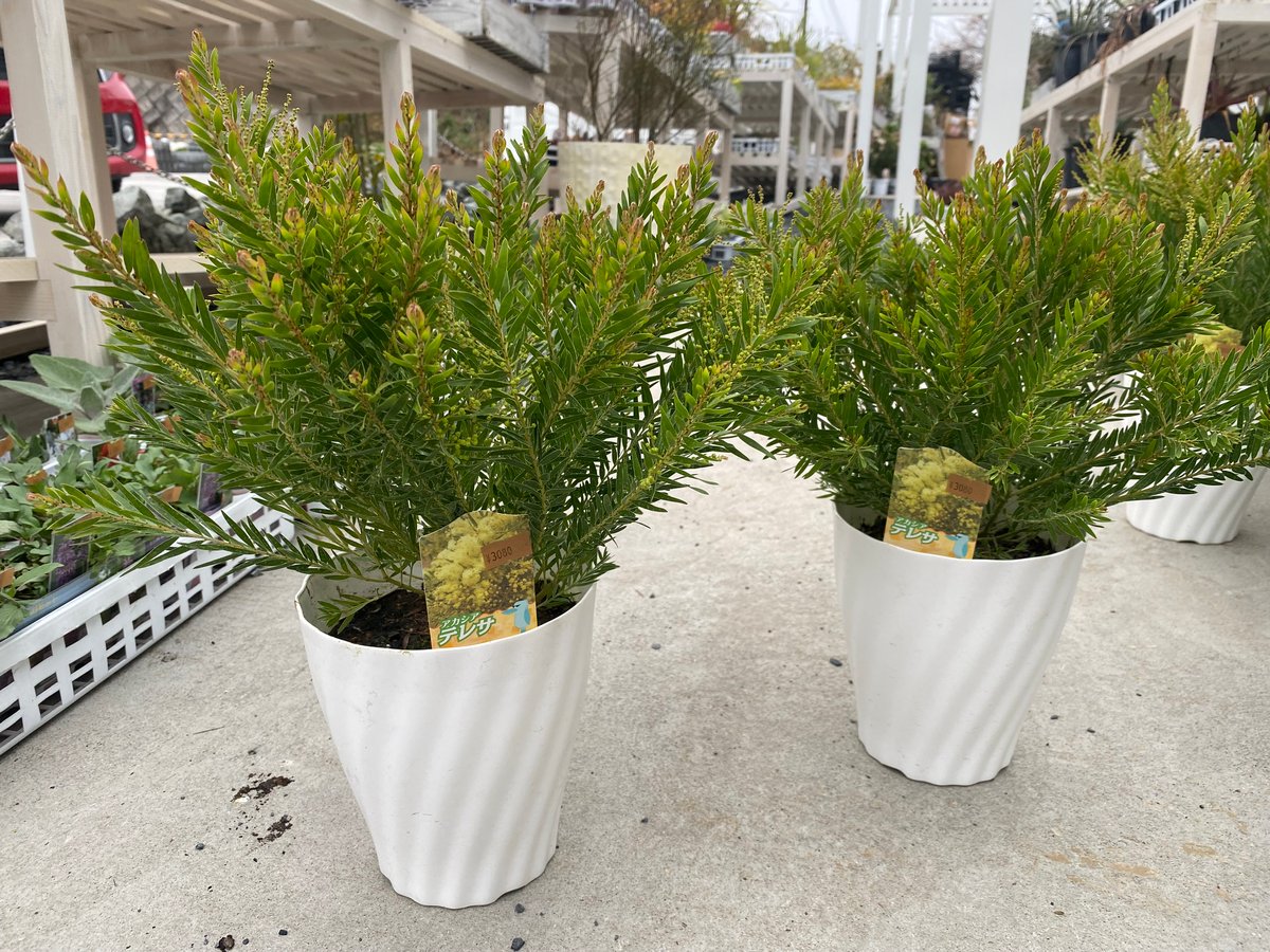 再入荷〗アカシア テレサ 5号 ボリューム鉢 春待ちの花 半耐寒性常緑樹