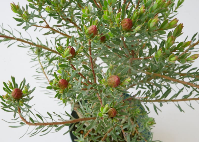 リューカデンドロン ストロベリーフェア | インテリアグリーンとギフト