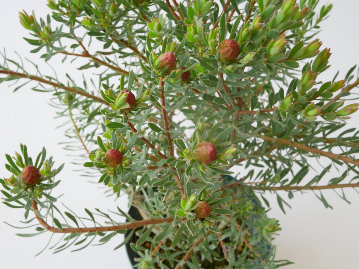 リューカデンドロン ストロベリーフェア | インテリアグリーンとギフト