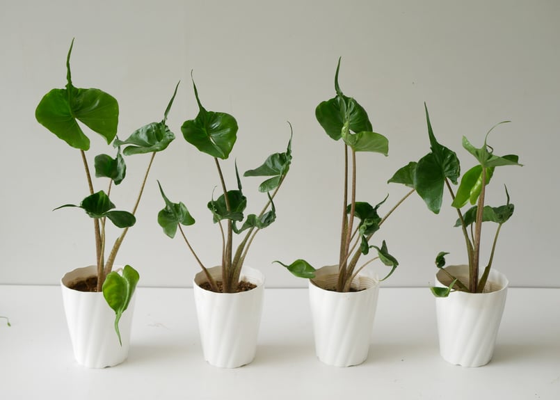 アロカシア スティングレイ アルボ アロカシア スティングレイ Alocasia Stingray | インテリアグリーンと