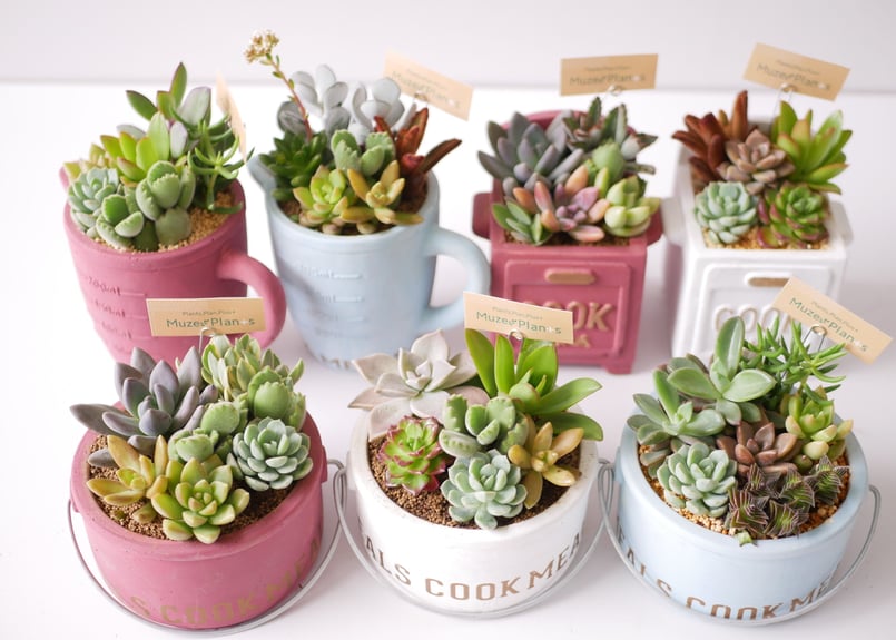 多肉植物 寄せ植え すぐ飾れる 可愛い | インテリアグリーンとギフト