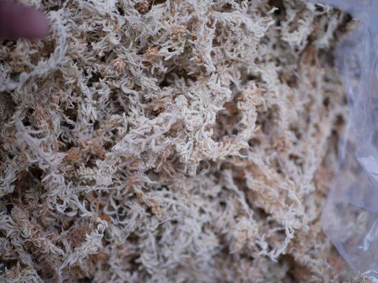 水苔 Spag moss AAAAランク 240L | インテリアグリーンとギフト 水苔 Spag moss AAAAランク 240L | インテリアグリーンとギフト