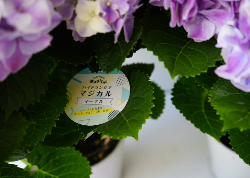 紫陽花 ハイドランジア マジカル マーブル 5号 ピンク 母の日 贈り物