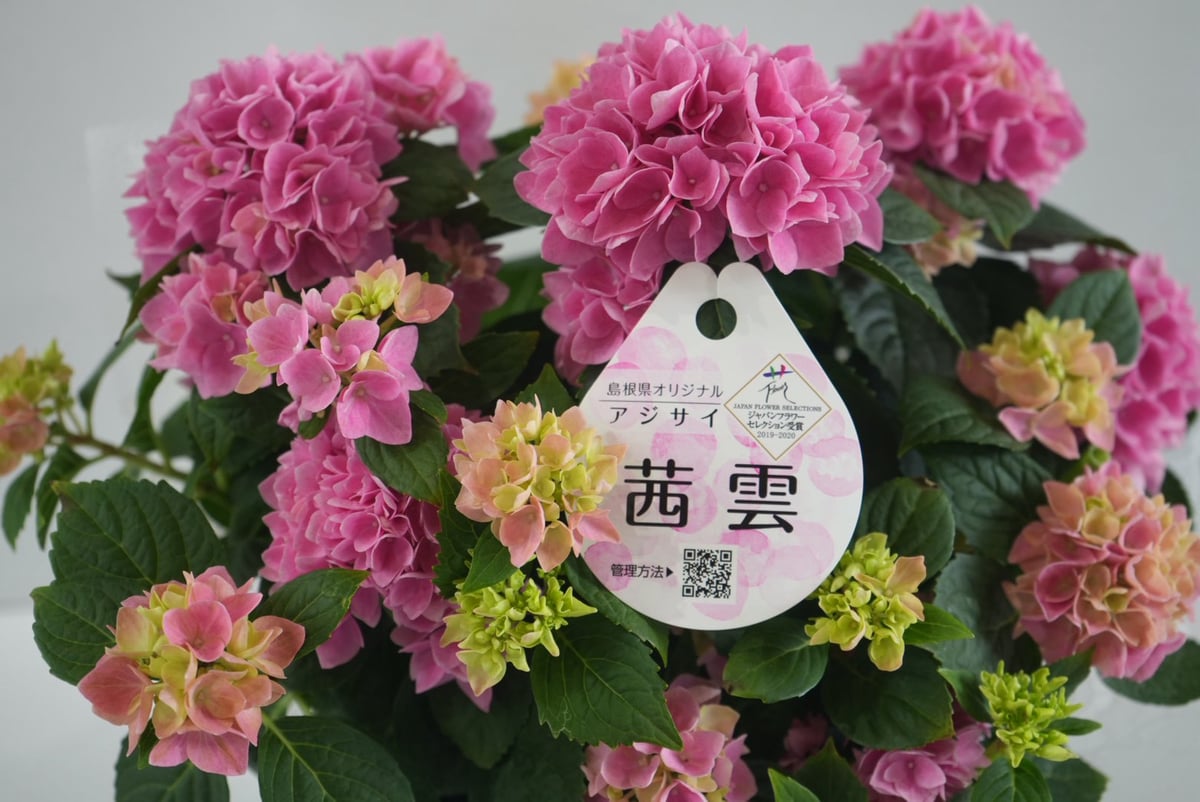 茜雲 アジサイ 5号｜夕焼けのような優しい色合いの紫陽花｜心