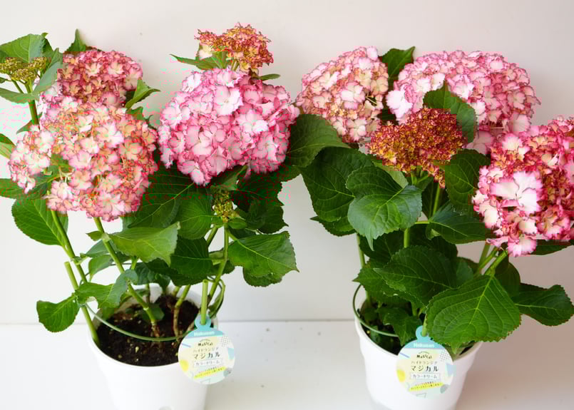 紫陽花 ハイドランジア マジカル 5号 カラードリーム 母の日 贈り物