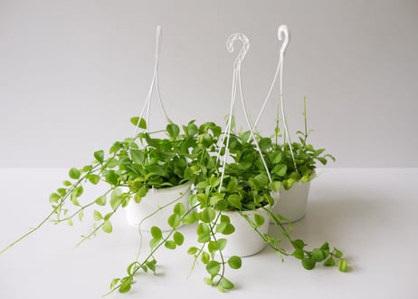 ディスキディア 5号 吊り鉢 着生植物 ハンギング ライムグリーンが可愛い 丸葉