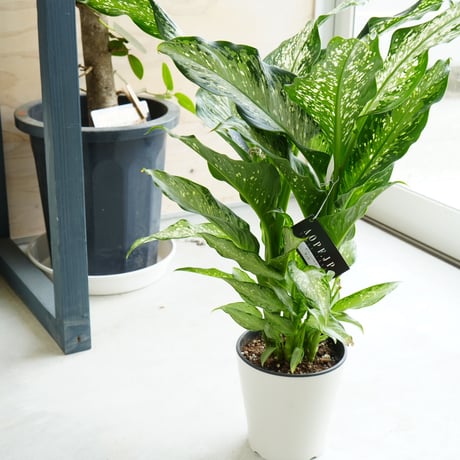 ディフェンバキア | STORES