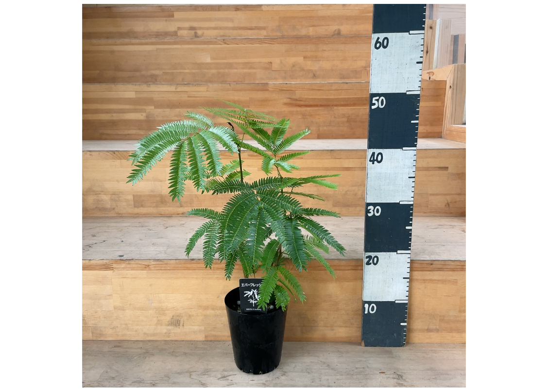 エバーフレッシュ ネムの木 4号 ふわふわ細葉が可愛い 人気の観葉植物