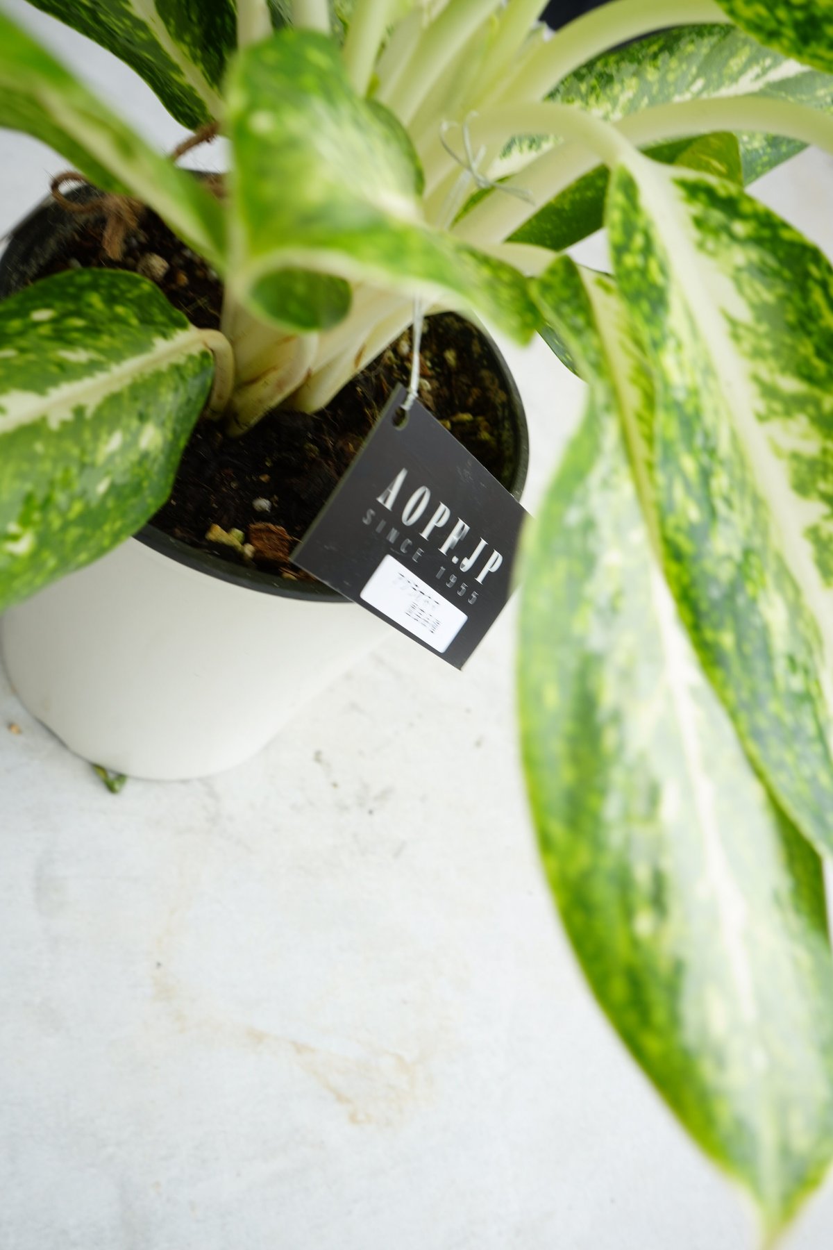 アグラオネマオネマ ミルキーウェイ5号 | インテリアグリーンとギフト