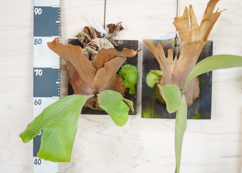 P.Willinckii コウモリラン 板づけ かっこいい葉を楽しむ ビカクシダ