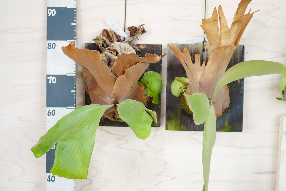 P.Willinckii コウモリラン 板づけ かっこいい葉を楽しむ