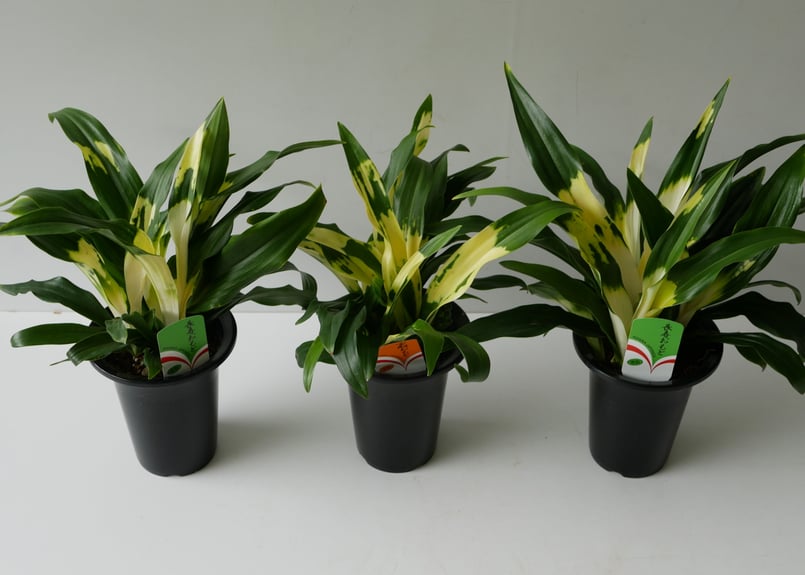 オモト 縁起物 万年青 5.5寸 縁起物 引っ越し 開業祝い 長寿 斑入り