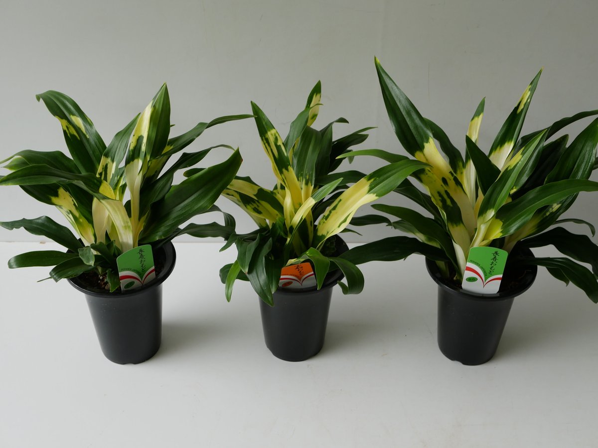 オモト 縁起物 万年青 5.5寸 縁起物 引っ越し 開業祝い 長寿 斑入り