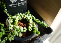 サンセベリアsansevieria giga spiky ギガスペーキー5号 空気