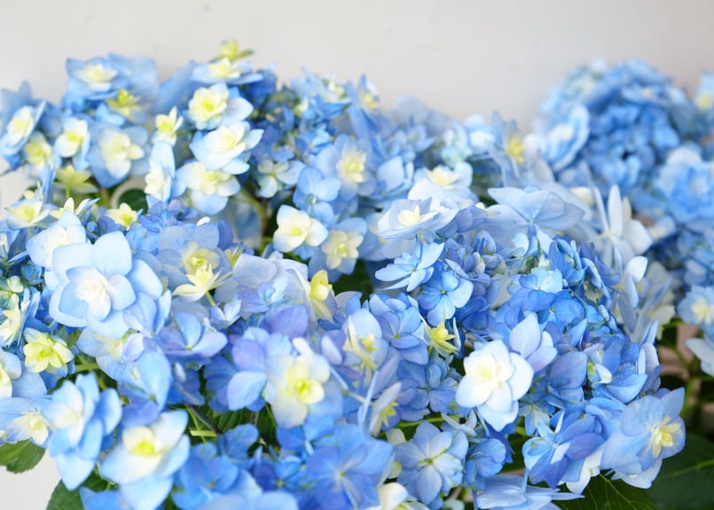 紫陽花 筑紫の風 5号 八重てまり咲き | インテリアグリーンとギフト